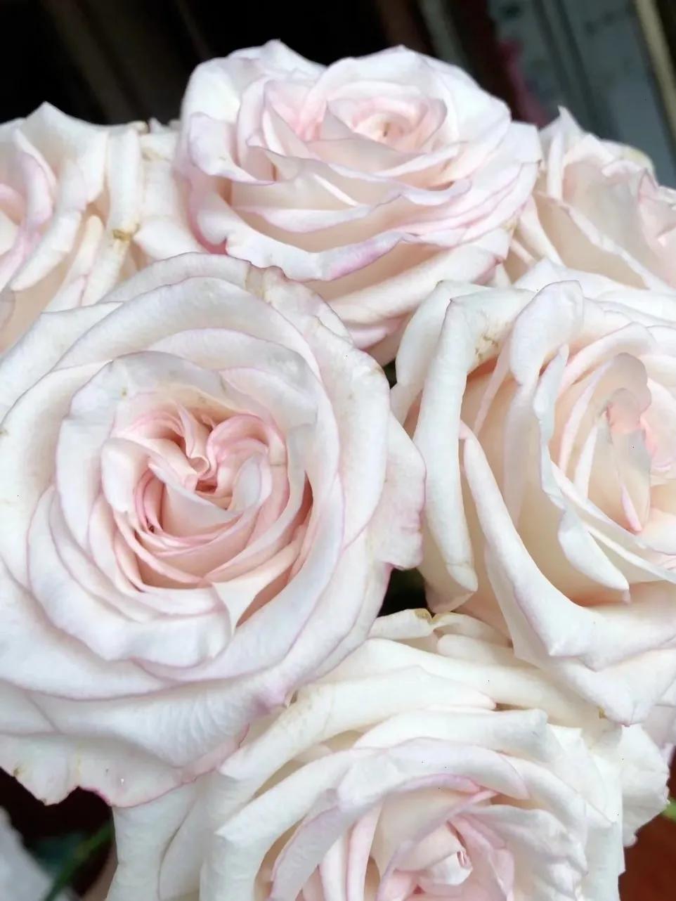 花卉市场晚上营业,今天的花卉市场