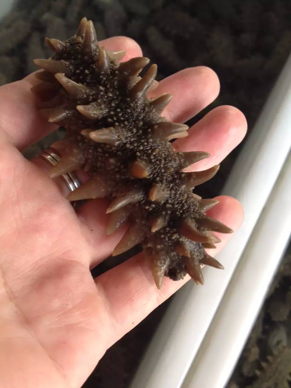 海参出自哪里,海参济南历城