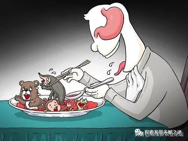 亚洲哪种蝙蝠最好吃,中国蝙蝠吃什么最好