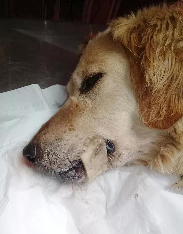 大金毛吃了鸡骨头吐了一点,大金毛吃骨头卡着会有什么症状