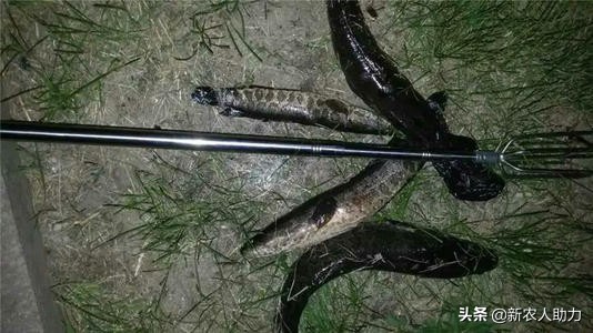 池塘有黑鱼怎样弄干净,鱼池有黑鱼怎么消除