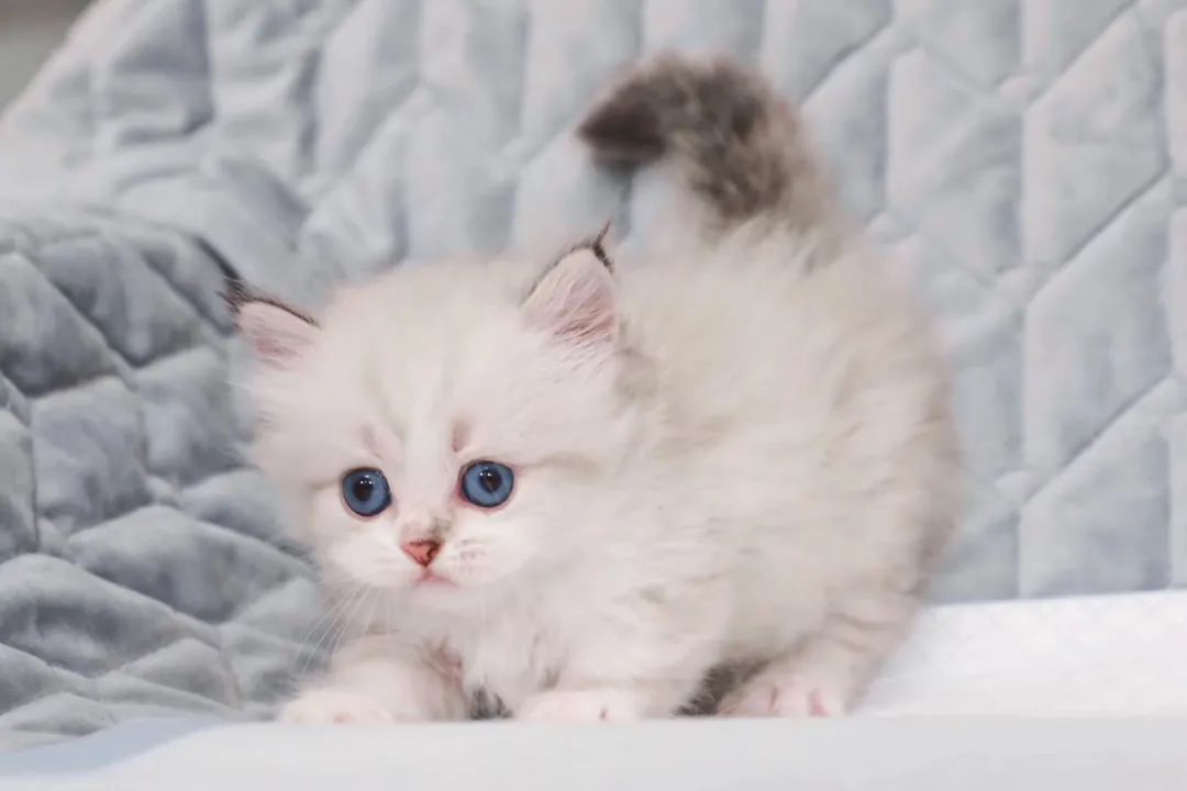 矮脚长毛大松尾拿破仑猫,长毛大尾巴拿破仑矮脚猫