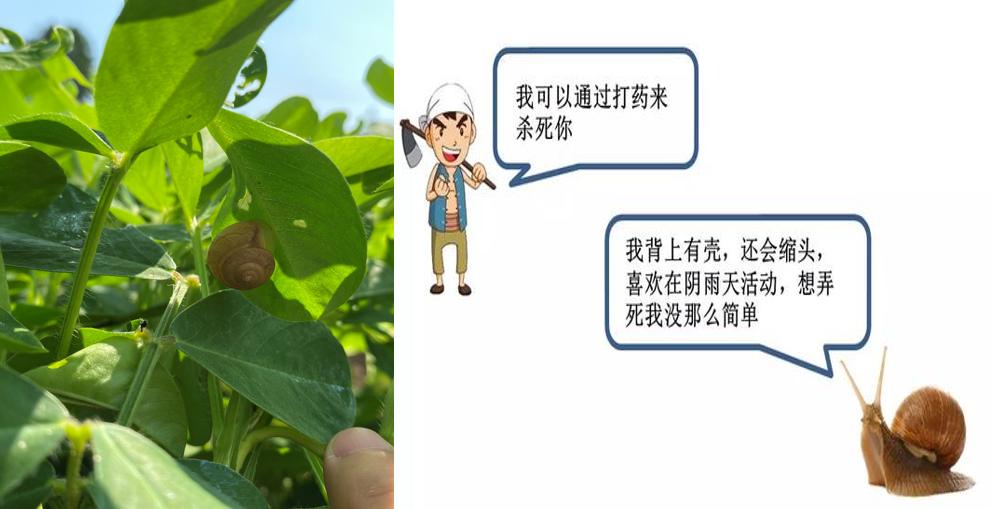 新种植物如何防蜗牛,花生地里有蜗牛该怎么办