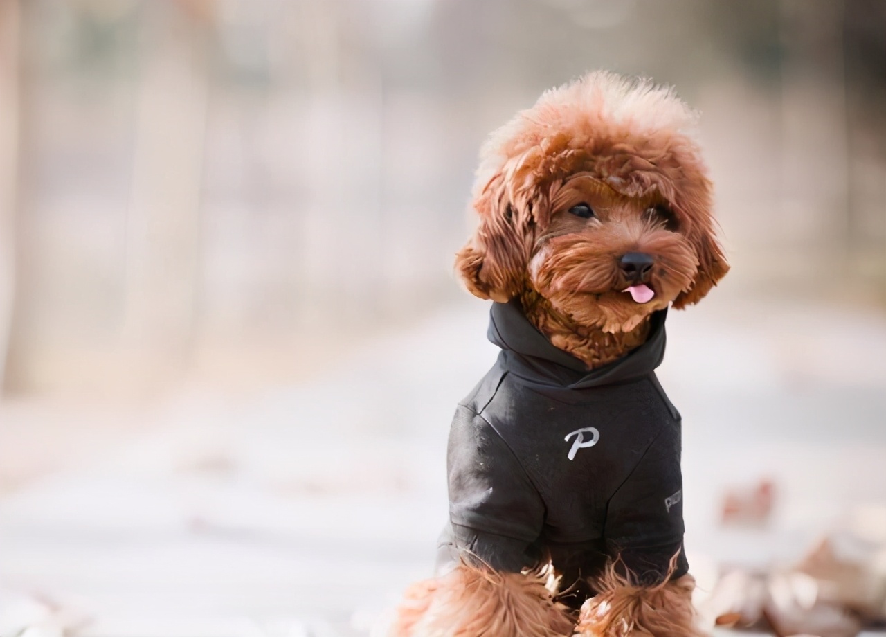 泰迪有点反常怎么回事,泰迪哪些动作说明生病