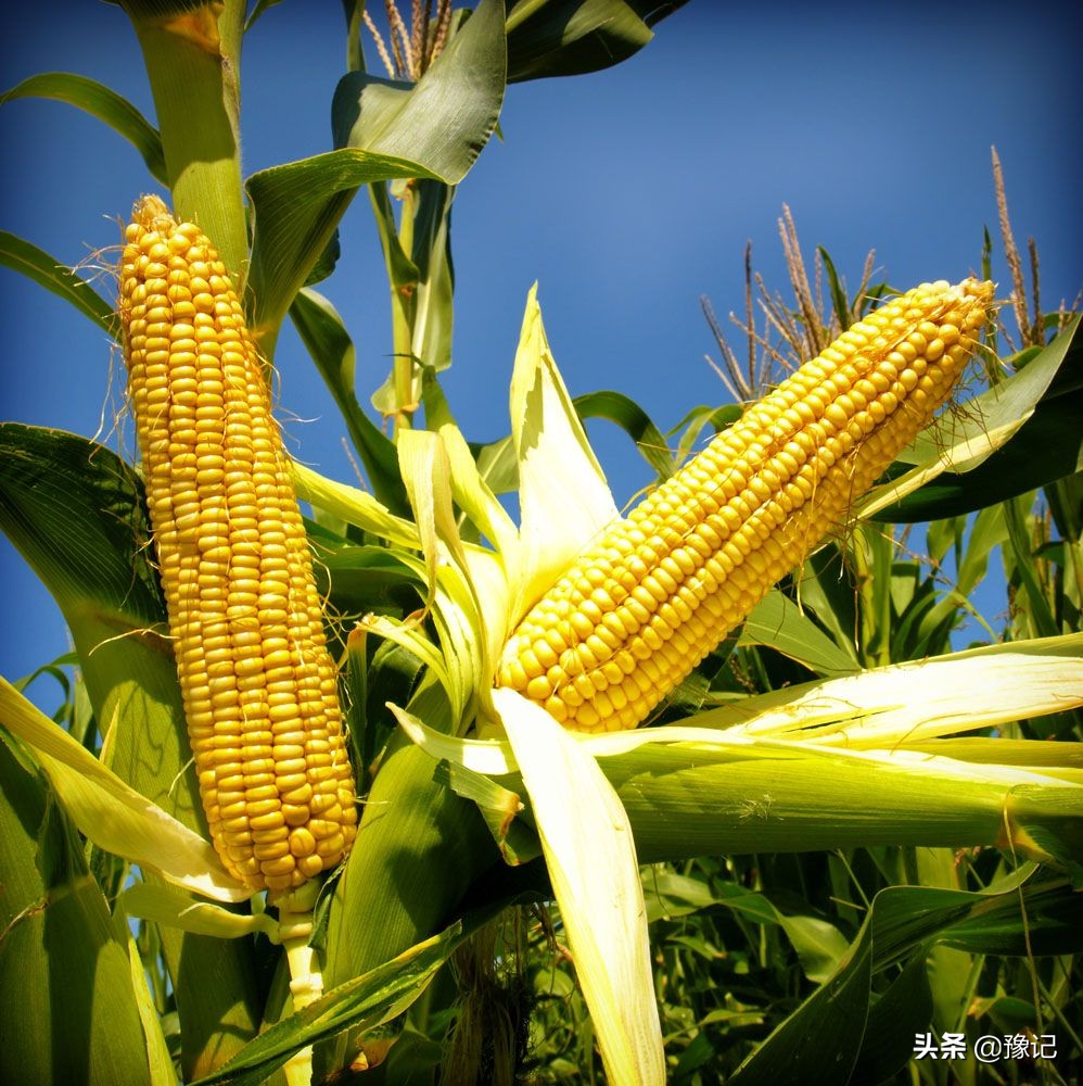 最是八月玉米棒,梦里都金黄