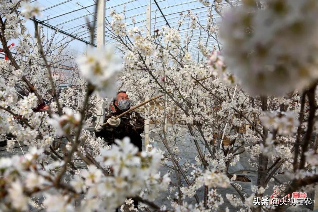 抓防疫保春耕两不误,促融合防疫春耕两不误