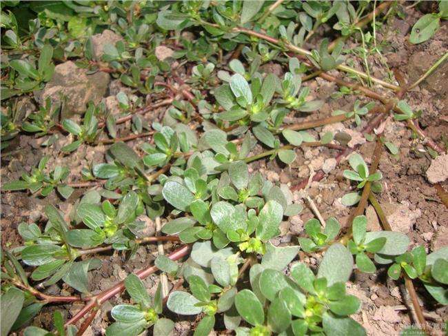 马齿苋如何用来洗白发,马齿苋能黑发吗