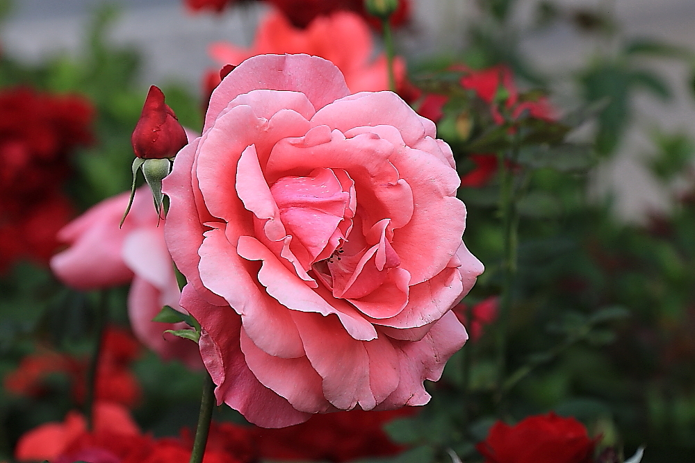 蜗牛与黄鹂鸟口琴,女生吹奏口琴蜗牛与黄鹂鸟