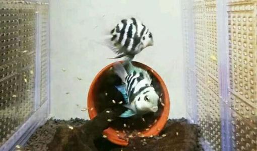 推荐几种好饲养的观赏鱼,精心挑选6种最容易饲养的观赏鱼