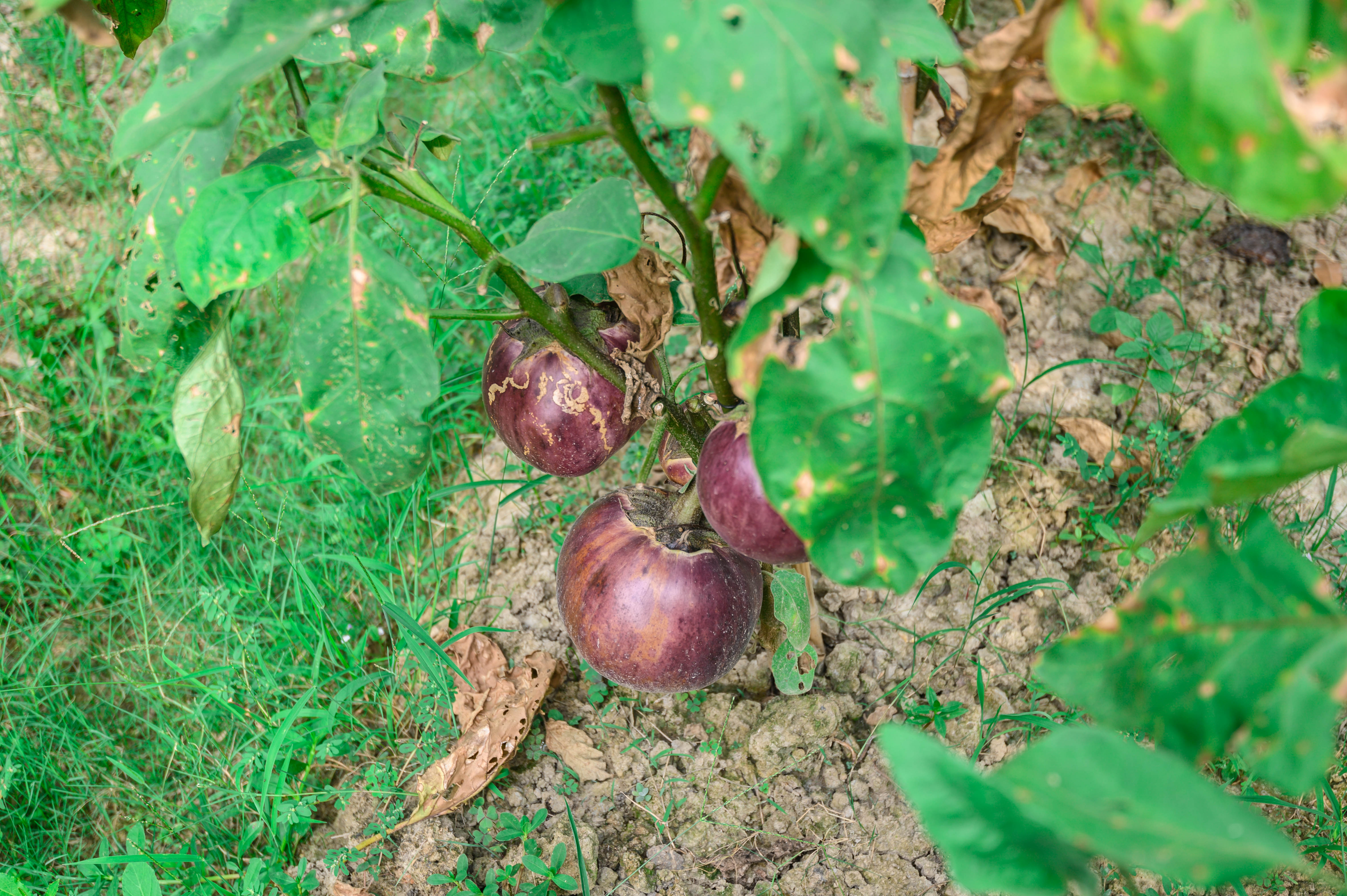 知道乌村吗，孩子来了就不愿离开，住乌村去西栅可以省150元