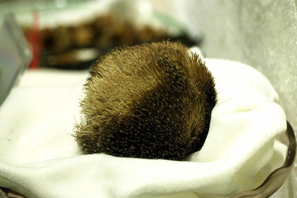 海狸灵猫麝香,麝香灵猫香区别