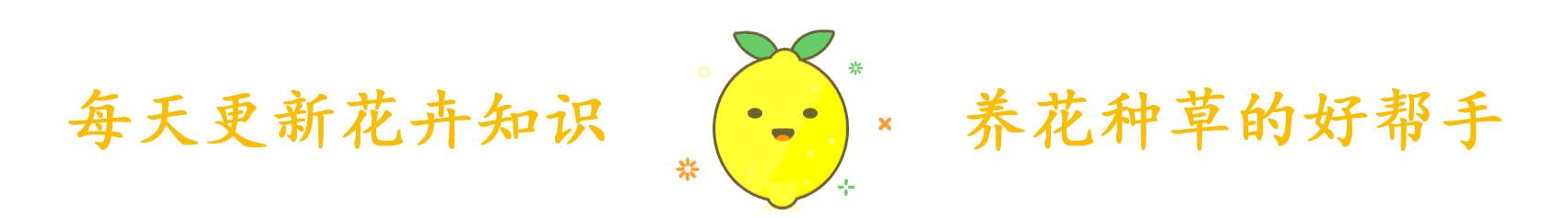 榴莲是水果之王吗,榴莲核子怎样种才能种成一棵树