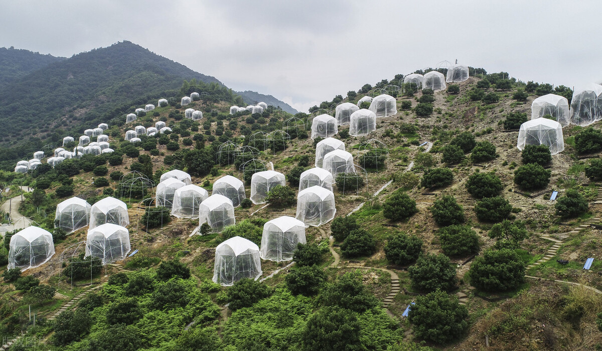 杨梅是什么季节的水果,杨梅长什么样子才是不能吃的呢