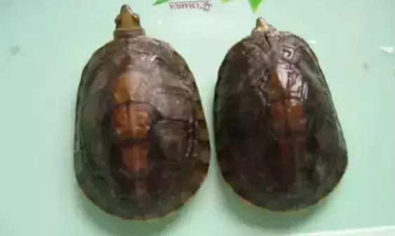 三线闭壳龟和潘氏闭壳龟区别,金头闭壳龟和三线闭壳龟同池