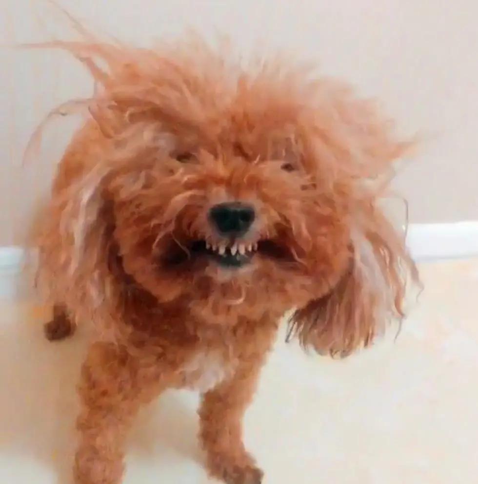 美国女人用强力胶做发胶,美国女子用发胶固定头发结果