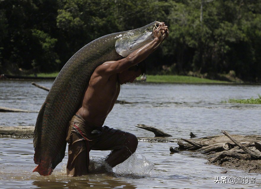 巨骨舌鱼的好奇心有多强,巴西巨骨舌鱼却濒临灭绝为什么