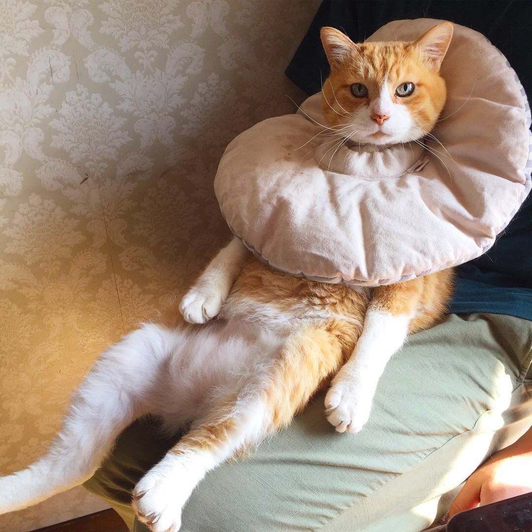 猫咪长猫癣注意事项,猫咪湿疹是缺维生素吗