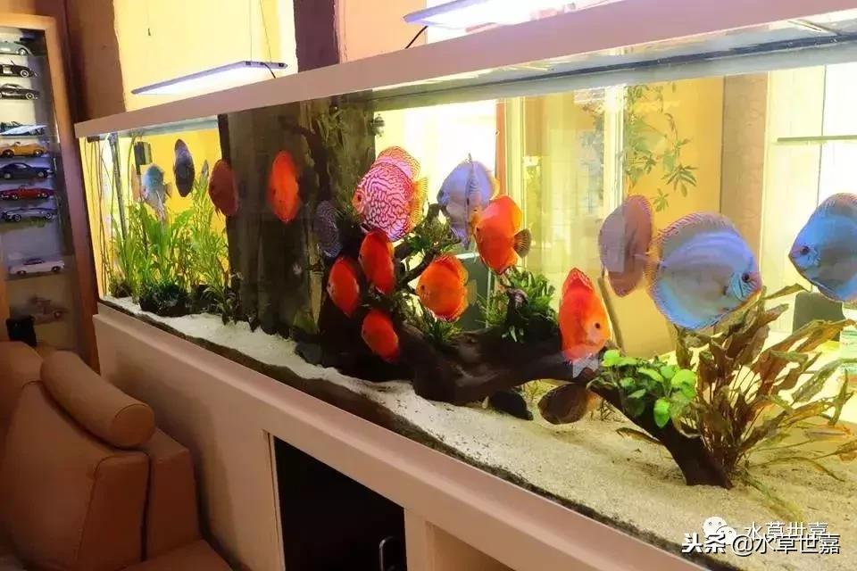 七彩神仙鱼水族箱布景,七彩神仙鱼苗繁殖技术