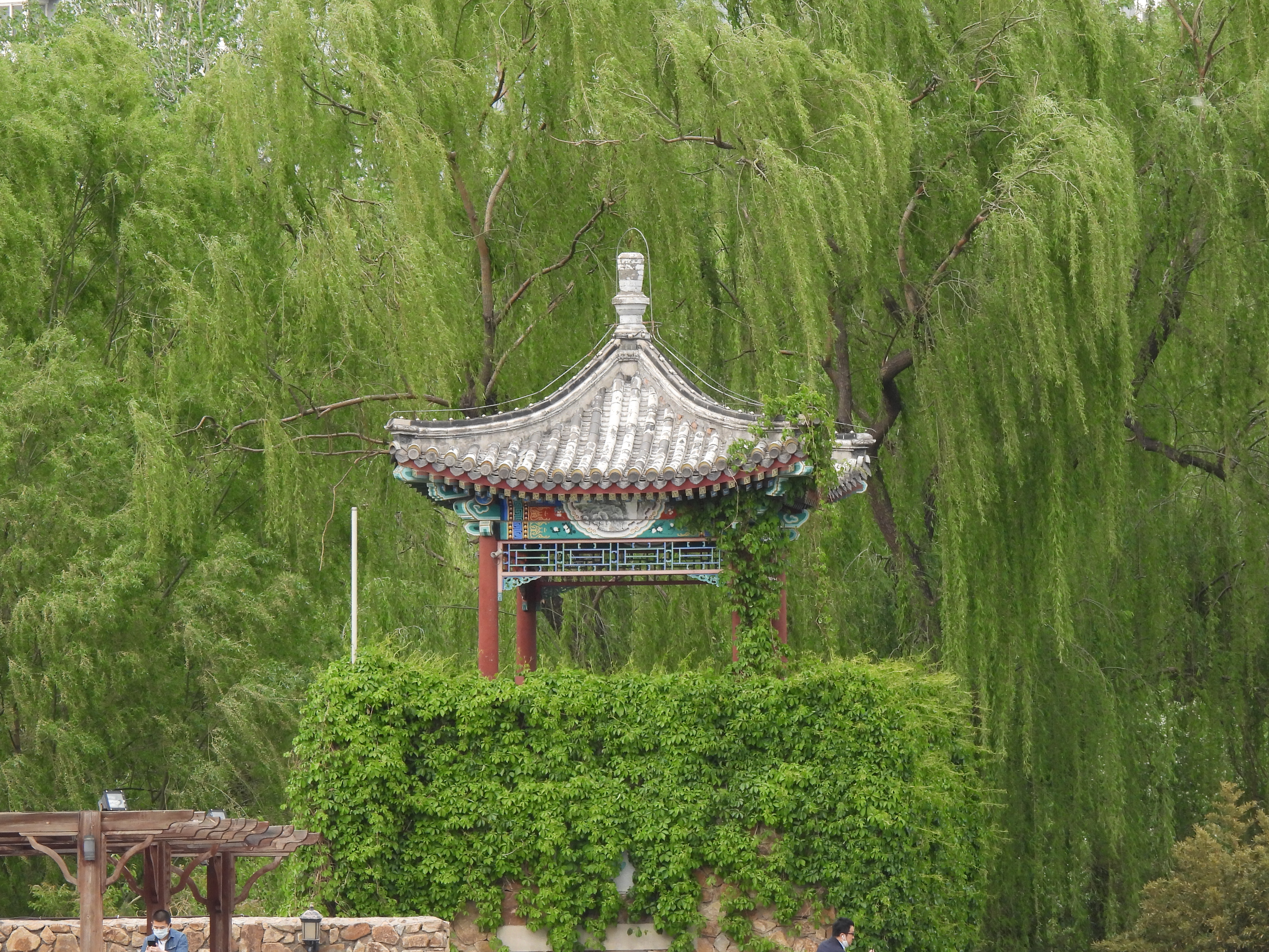 尼康p950长焦多少钱,尼康nikoncoolpixp950