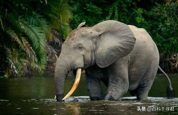 在非洲的热带雨林里,还生活着第三种大象——非洲森林象