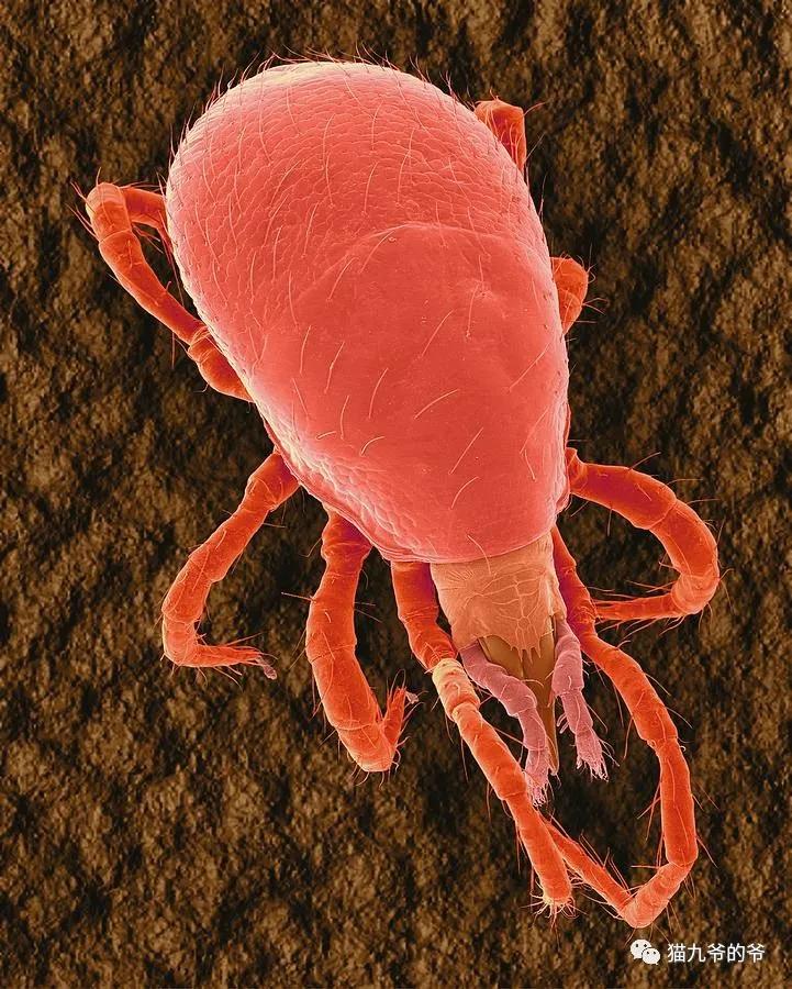 猫九爷：犬猫皮肤病的类型概述