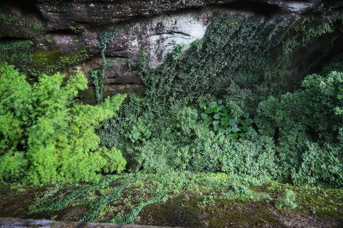 梅州采茶,梅州采茶体验