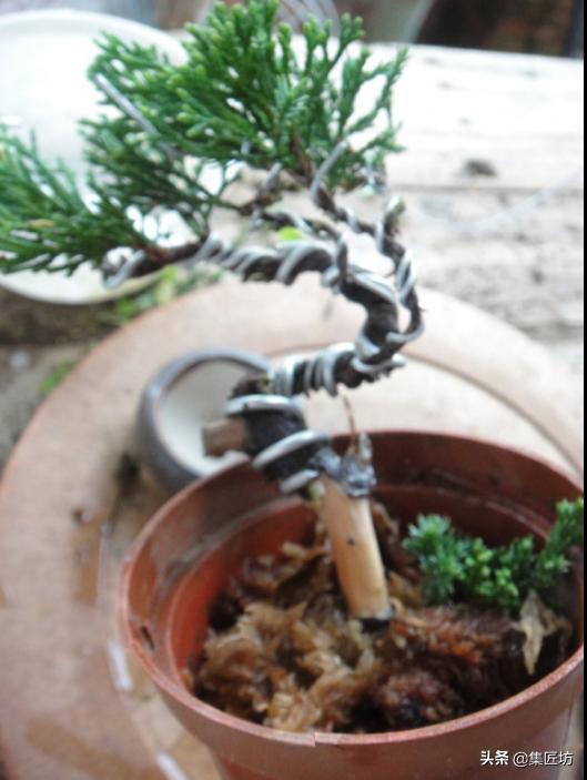 盆景干枯舍利制作,舍利干桩盆景图片