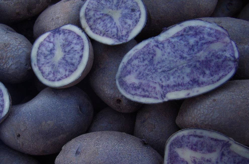 界河黑土豆紫土豆,界河紫土豆