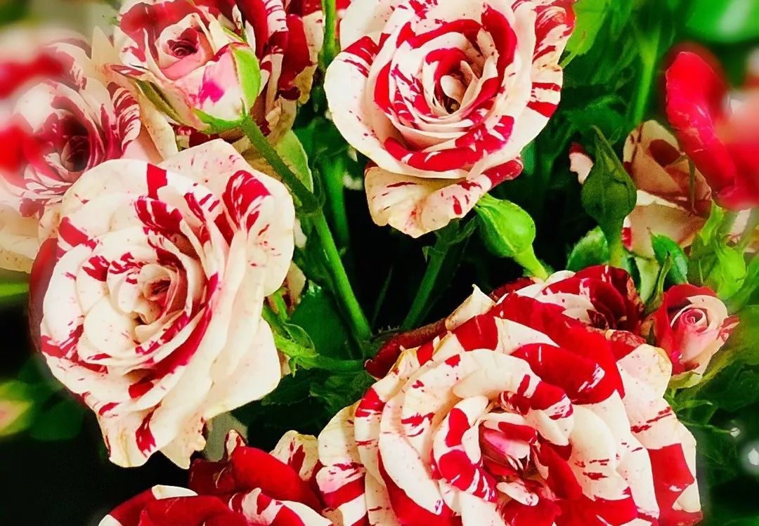 推荐几款玫瑰,哪几种玫瑰值得入手