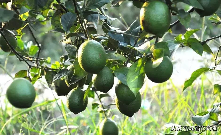 柠檬树常见病虫及治疗,柠檬树叶子的病虫害防治