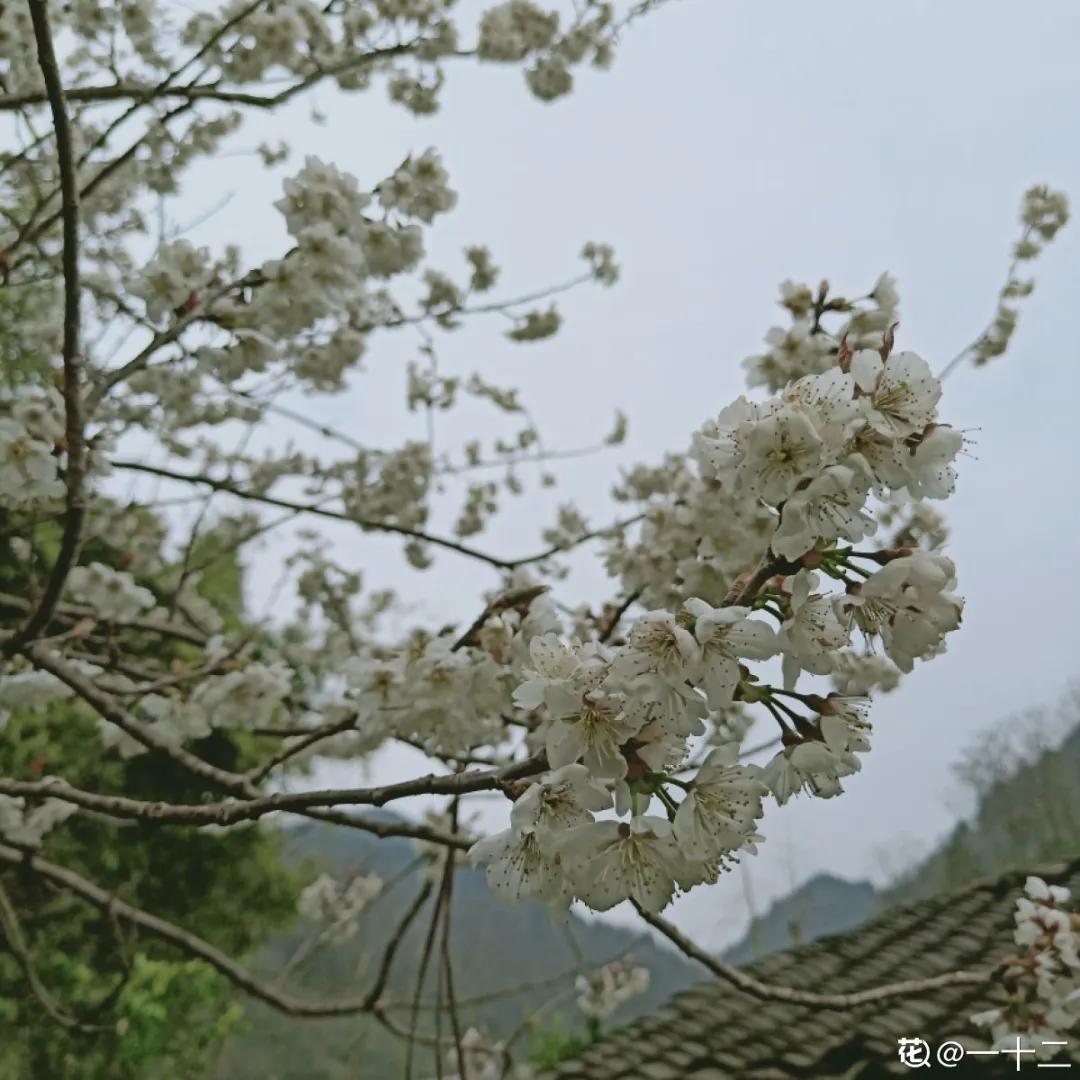 春天开的花有哪些常见又漂亮,十大名花在春天开的有哪些