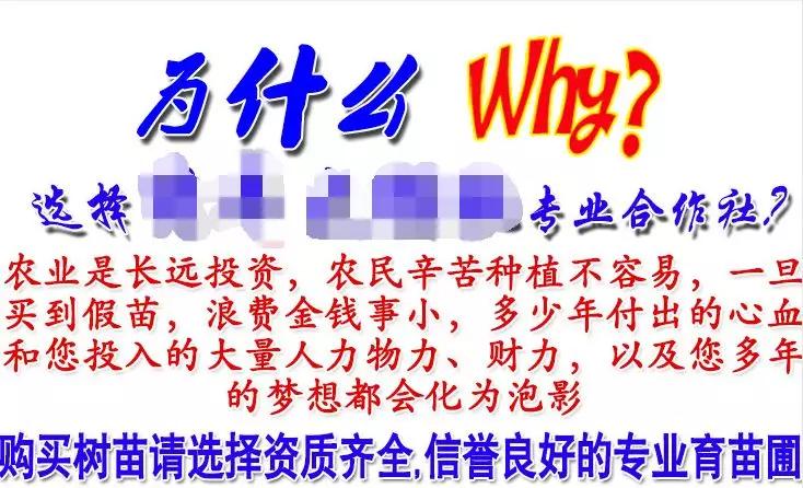 宿迁神苗淘宝,宿迁神苗真假对比