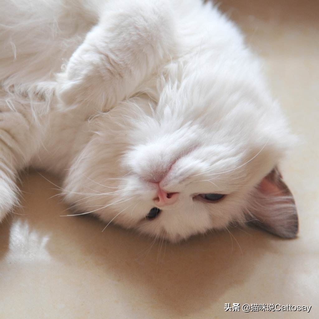 靠喂流浪猫，找到了老婆，创业也成功了！28岁北大小伙猫咪奇遇记