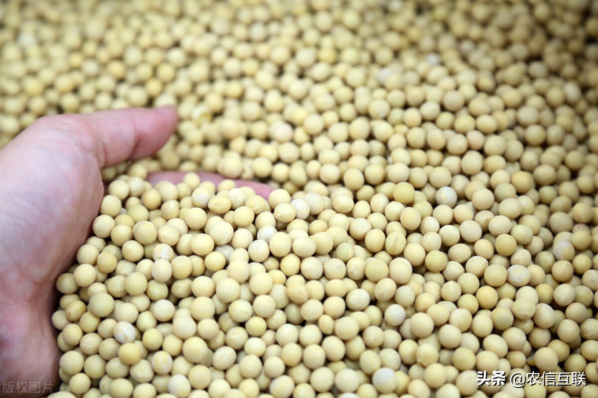 俄罗斯对大宗商品出口增加关税,俄罗斯对出口玉米征收关税