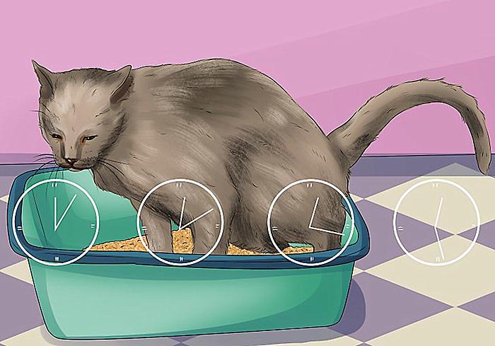 猫咪尿频治疗视频,猫咪尿频治疗药