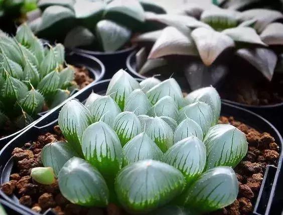 那些天价的植物,十大最值钱的植物