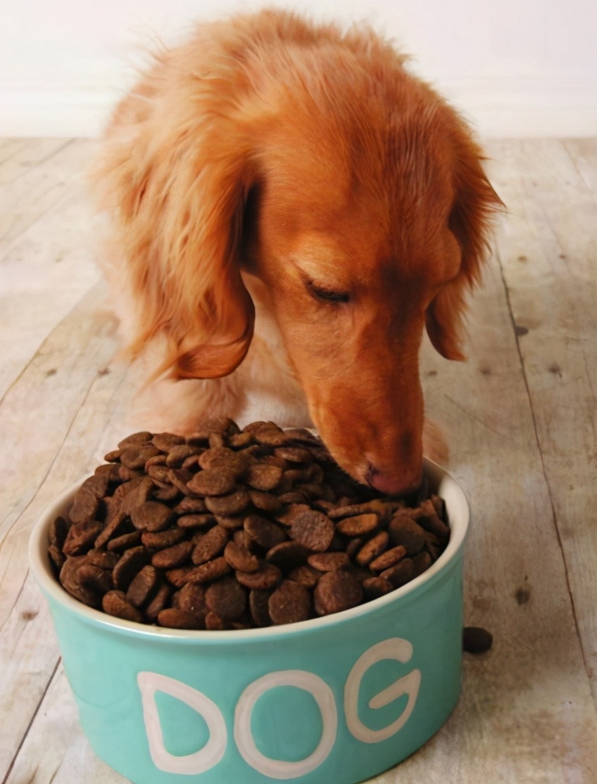 狗狗毛发干枯无光泽怎么打理,狗狗毛发粗糙怎么改善