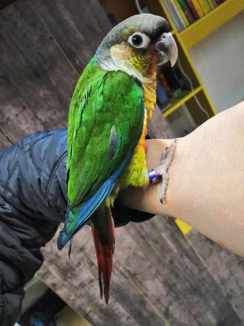 养鹦鹉和养观赏鸟哪个好,观赏鸟养殖的现状及前景