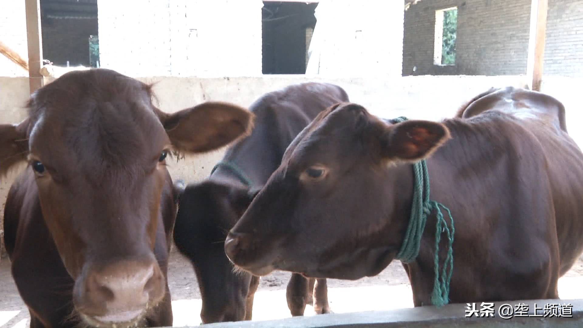 兵哥哥家禽养殖,兵哥哥教你养猪