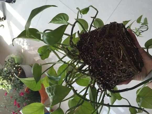 绿萝黄叶的原因及解决方法,绿萝黄叶的原因和解决方法