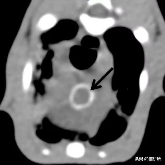 猫咪容易生病补充什么维生素,猫咪维生素a中毒症状是什么