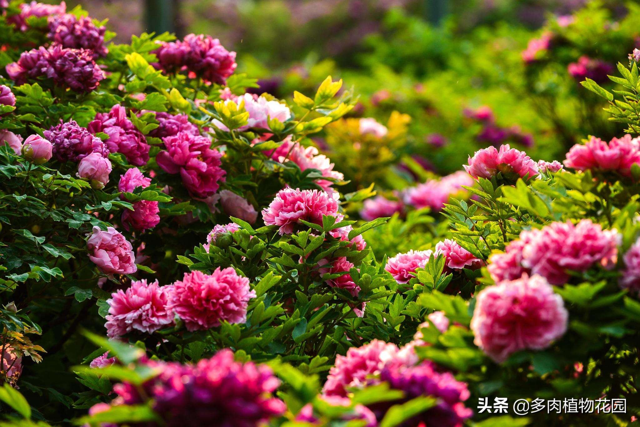 牡丹褐斑病怎么治,牡丹常见病虫害及防治方法