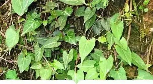 植物小时候和长大的名字不一样,小时候一种类似于甘蔗的植物