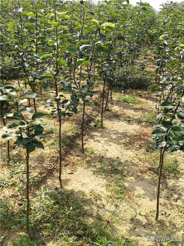 山东梨树苗有什么好品种,柱状梨树苗要截顶吗