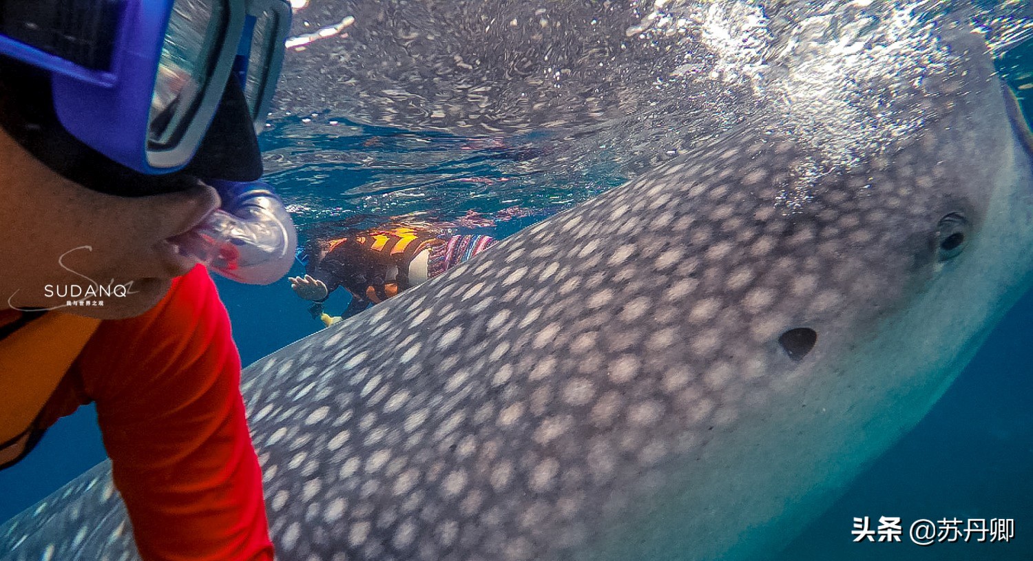 极限潜水死亡名单,潜水的死亡率高