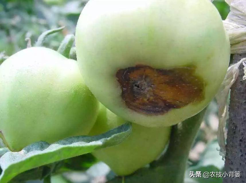 钙肥用了可不少，为啥作物补钙效果差？果实为啥还会裂口和烂果？