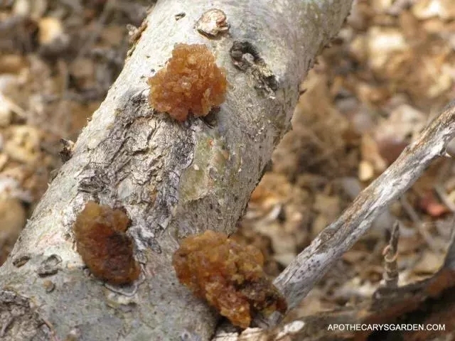 精油的有效期限是多久,精油一般开了保质期是多久