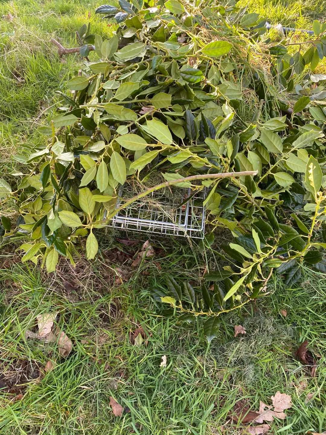 伦敦抗疫日记第11天,英国政府两周抗疫日记