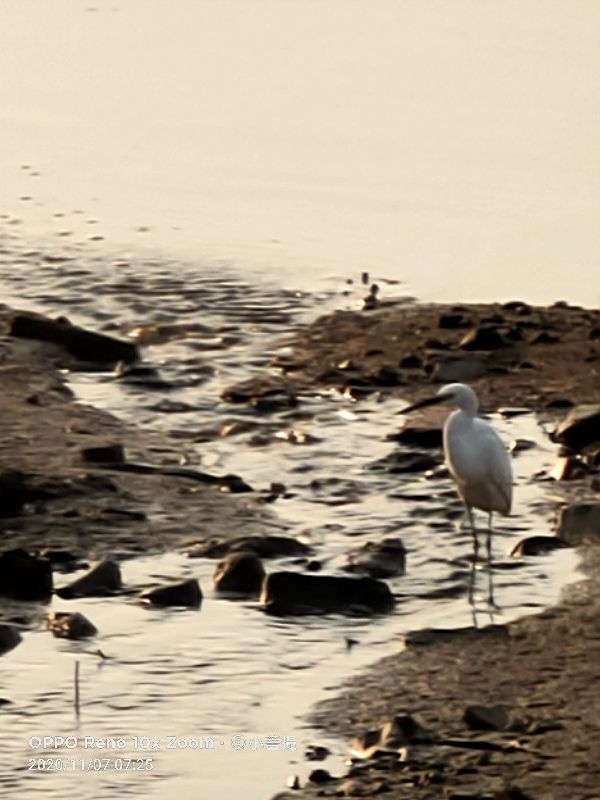 这种鸟很像纤纤美丽的女子，即使梦到了都代表着是吉祥的好事情