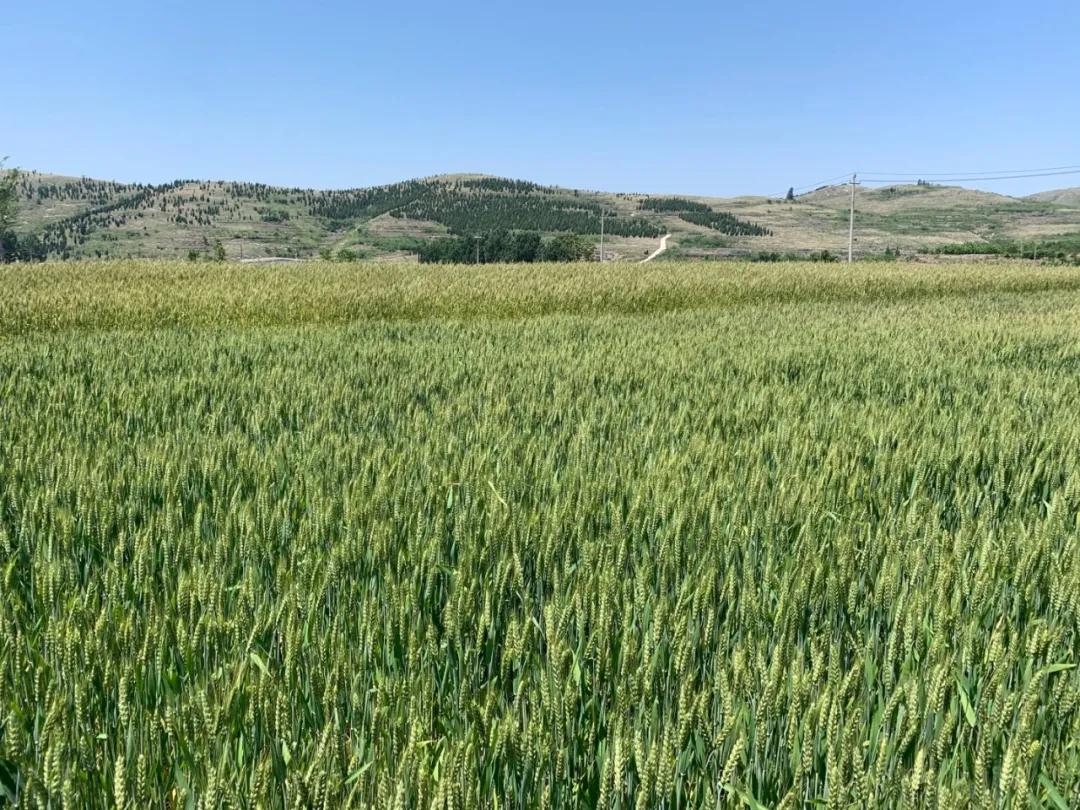 我是一颗小小草，春天何时到